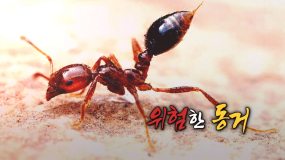 위험한 동거