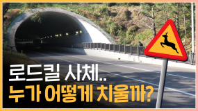 [두둥탁] 로드킬 당한 동물 사체는 누가 치울까? 