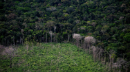 아마존 초당 18그루 벌목...브라질 정부의 욕심 때문?