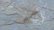 중국 식당에서 1억년된 공룡 발자국 발견