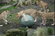 호주 시드니 동물원서 사자 5마리 탈출..무사히 우리로