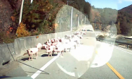도로 위로 돼지 130마리 쏟아져..4시간 '돼지 소동'