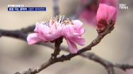 [남도의 풍경]추위 속 봄을 여는 홍매화-광주중외공원(1)