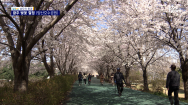 [남도의 풍경]연분홍 벚꽃, 봄의 절정-광주 양산호수공원(10)