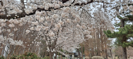 [박준수 칼럼]송정공원에서 만나는 2개의 봄 ‘벚꽃과 사꾸라’