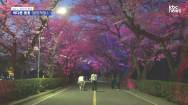 [남도의 풍경]알록달록, 밤의 벚꽃 터널-광양제철소(11)