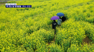 [남도의 풍경]비오는 날, 낭만 가득 유채꽃밭-화순 춘양뜰(16)