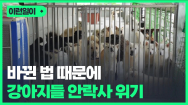 [인턴ING]강화된 동물보호법, 안락사 내몰린 강아지들