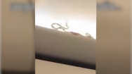 [영상]비행기 탄 승객 머리 위 '스르륵'..기내 발칵 뒤집은 뱀