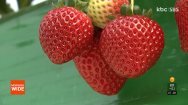 담양 딸기, 수출량 확대..추가로 수출 협상