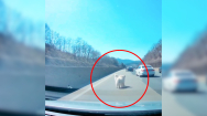 [영상]고속도로서 '극적 구조'된 강아지 2마리..주인 만났다!