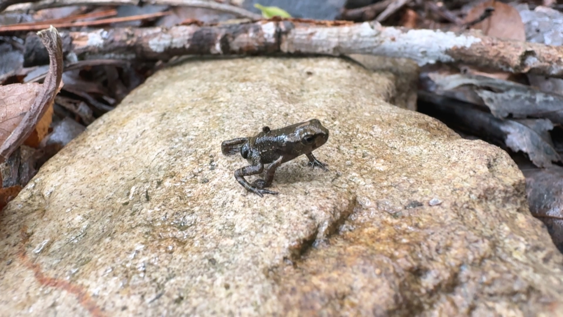 무등산 새끼 두꺼비 대이동..탐방객 주의