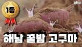 겨울 오기전에 먼저 맛보는 🍠해남 꿀밤고구마 먹어보쎵🐷 | 해남 고구마