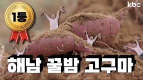 겨울 오기전에 먼저 맛보는 🍠해남 꿀밤고구마 먹어보쎵🐷 | 해남 고구마