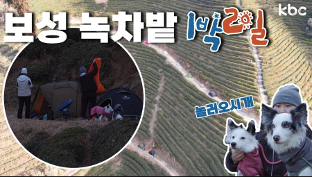 🚨백패커들 주목🚨 보성 녹차밭에서 1박2일 (🐶가나디도 가능👍) | 전라남도 보성군