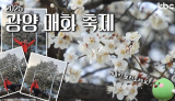 봄바람 휘날리며~🌸 찾아간 봄 대표 축제 《 2025 광양 매화 축제 》 | 광양시