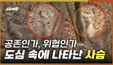 [46회] 순천 아파트 단지·도심 속 사슴 출몰, 순천시의 대응은? <2025. 4. 7. 방송>