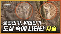 [46회] 순천 아파트 단지·도심 속 사슴 출몰, 순천시의 대응은? <2025. 4. 7. 방송>