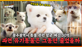 [57회] 귀여울 땐 가족, 질리면 유기... 갈 곳 잃은 유기 동물 <2025. 6. 2. 방송>