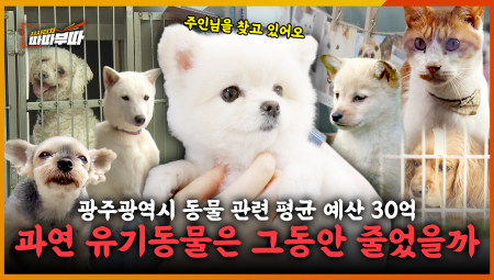  귀여울 땐 가족, 질리면 유기... 갈 곳 잃은 유기 동물 <2025. 6. 2. 방송>