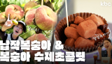 지친여름 🍑납작복숭아 & 복숭아생초콜릿🍑으로 당완충🔋 | 화순군