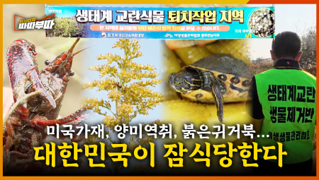  양미역취, 미국가재, 붉은귀거북 Let's go! 생태계 교란종으로부터 자연을 지켜내자 <2025. 11. 17. 방송>