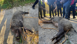 아파트 일대 휩쓸고 다닌 멧돼지...2명 부상