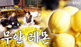 대한민국 무안에서 레몬이?! 무안 레몬 먹어봤어? 차원이달라 | 무안군
