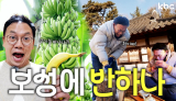 보성에가면 무농약 바나나에 고택체험 까지! 이러니 내가 보성에 반하나? | 보성군