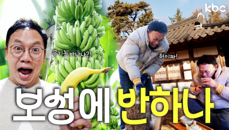보성에가면 무농약 바나나에 고택체험 까지! 이러니 내가 보성에 반하나? | 보성군