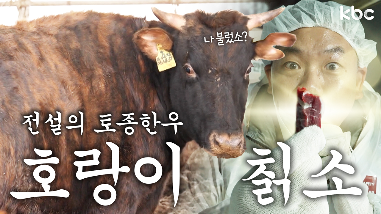 일제 수탈을 이겨낸 '전설의 토종한우 호랑이칡소' a.k.a 호반우 | 담양군