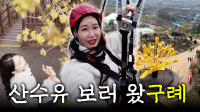 산수유 보러 왔나 봄🌸 전남 구례는 산수유 꽃 축제로구나! | 구례시