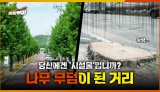 [95회] 나무가 사라진 거리, 그 뒤에 숨은 '불편한 진실' <2026. 5. 8. 방송>