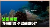 보홀 여행, 거북이랑 수영해봤어?